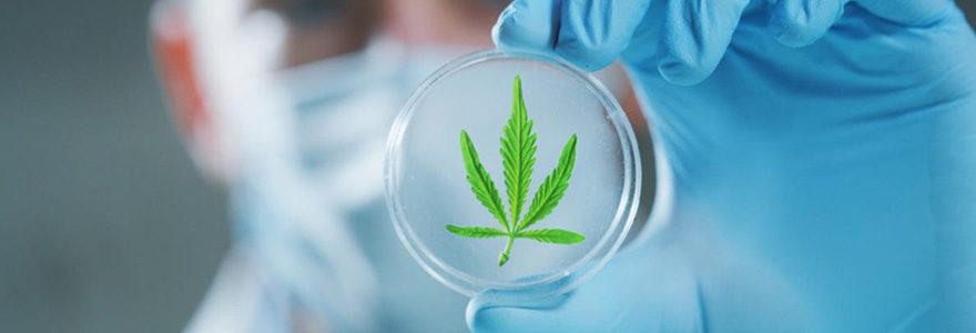CBD médical en France