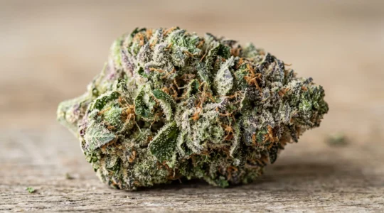 Gros plan macro d'une fleur de CBD montrant des trichomes cristallins denses sur un bourgeon vert et violet